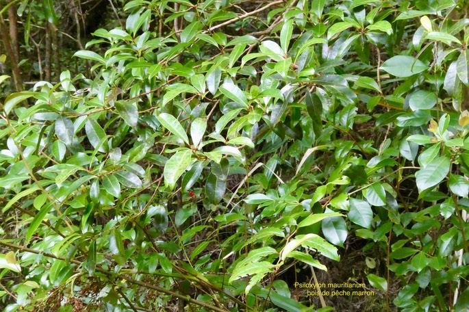 Psiloxylon mauritianum.bois de pêche marron.bois de gouyave marron.myrtaceae.endémique Réunion Maueice.P1035429