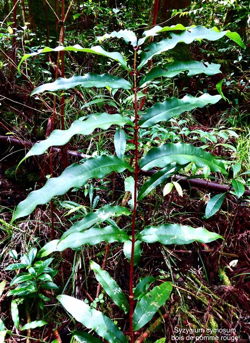 Syzygium cymosum.bois de pomme rouge.(jeune plant )myrtaceae.endémique Réunion Maurice. P1035272