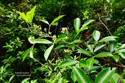 Toddalia asiatica.liane patte poule.rutaceae.indigène Réunion. P1035441