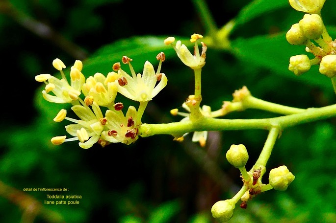 Toddalia asiatica.liane patte poule. (inflorescence détail  )rutaceae..indigène Réunion.