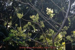 Inflorescences de l'Evi- Spondias dulcis- Anacardiacée - exo