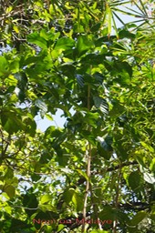 Noni ou Malaye-Morinda citrifolia- Rubiacée - exo