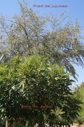 Pied de jujubes ou Jujubier- Ziziphus mauritianus- Rhamnacée- exo