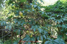 Rose de bois - Merremia tuberosa - Convolvulacée - exo