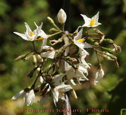 Solanum torvum - Les fleurs- Solanacée-exo