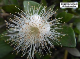  Eugenia buxifolia  Bois de nèfles. fleur blanche