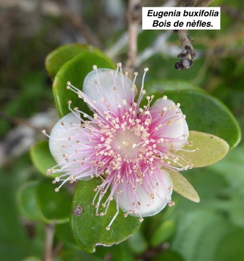  Eugenia buxifolia  Bois de nèfles. fleur rose
