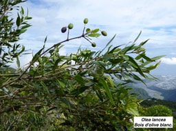 Olea lancea  Bois d'olive blanc.