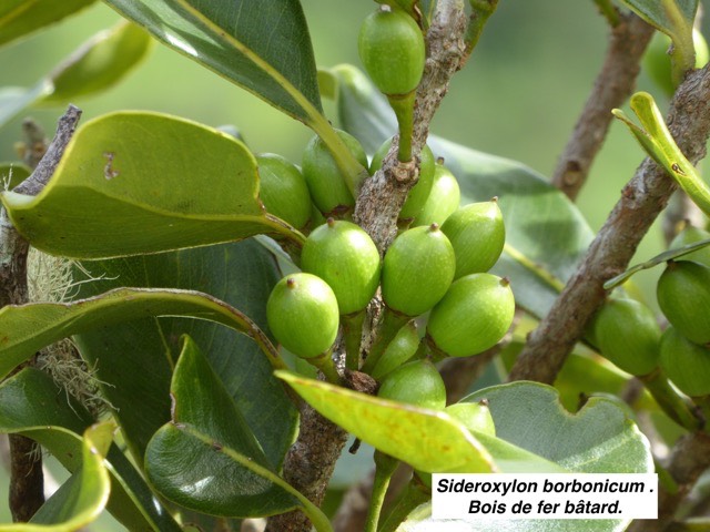 Sideroxylon borbonicum . Bois de fer bâtard. fruits