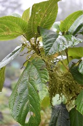 Bohemeria macrophylla - Bois de source - URTICACEAE - cryptogène -
