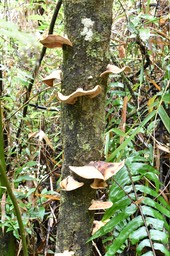 Escadrille de champignons