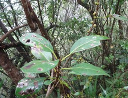 Ficus reflexa - Affouche à petites feuilles - MORACEAE - Indigène Réunion - DSC02674b