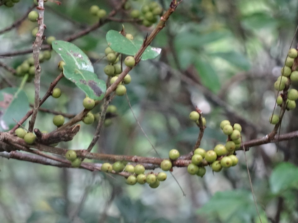 Ficus reflexa - Affouche à petites feuilles - MORACEAE - Indigène Réunion - DSC02673
