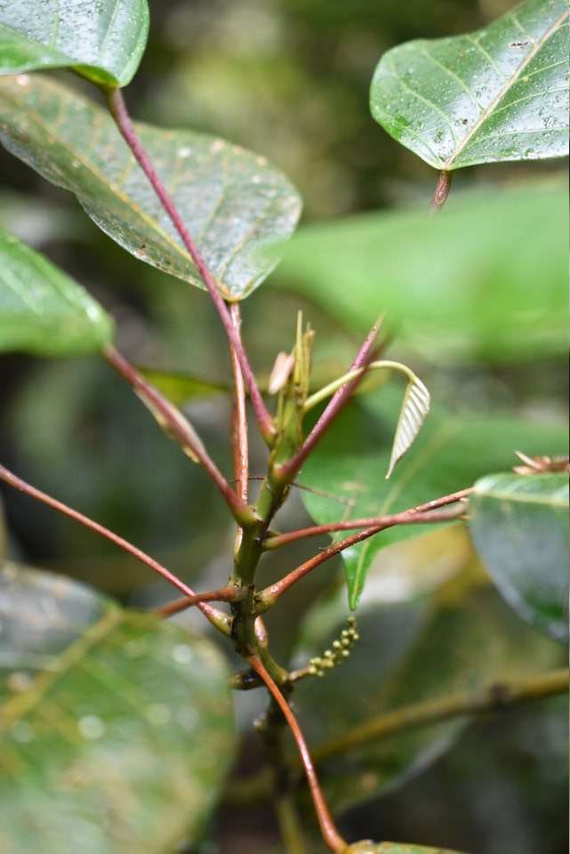 Hancea integrifolia - Bois de perroquet - EUPHORBIACEAE - Endémique Réunion, Maurice - 