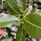 2. Melicope borbonica ou Euodia borbonica - Petit catafaille - Rutacée - M.jpeg