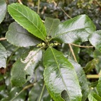 12. Claoxylon parviflorum - Petit Bois d'oiseau- Euphorbiacée - B  IMG_8492.JPG.jpeg