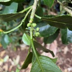 14.Fruits ??? Claoxylon parviflorum - Petit Bois d'oiseau- Euphorbiacée - B  IMG_8497.JPG.jpeg