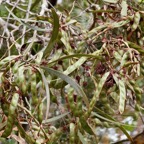 Acacia heterophylla.tamarin des hauts( fruits ).fabaceae.endémique Réunion..jpeg