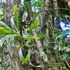 Acacia heterophylla.tamarin des hauts.( phyllodes et jeunes feuilles  ) fabaceae.endémique Réunion..jpeg