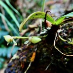 Angraecum sp . orchidaceae. (1).jpeg