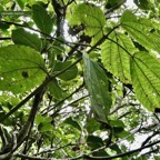 Boehmeria macrophylla.moyen l’ortie.bois de source noir.urticaceae. et Ocotea obtusata  Cannelle  marron .lauraceae. endémique Réunion Maurice..jpeg