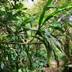 Canne marronne sur le sentier.Cordyline mauritiana.asparagaceae..jpeg