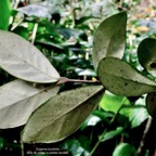 Eugenia buxifolia .bois de nèfles à petites feuilles.( feuilles face inférieure )  myrtaceae. endémique Réunion..jpeg