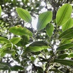 Maillardia borbonica  Bois de maman .bois de sagaye.moraceae. endémique Réunion (1).jpeg