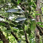 Maillardia borbonica  Bois de maman .bois de sagaye.moraceae. endémique Réunion.jpeg