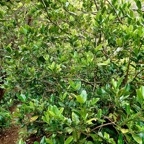 Melicope borbonica .catafaye .petit bois de catafaye .rutaceae.endémique Réunion. (1).jpeg