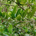 Melicope borbonica .catafaye .petit bois de catafaye .rutaceae.endémique Réunion. (2).jpeg