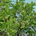 Molinaea alternifolia  Tan Georges.sapindaceae.endémique Réunion Maurice. (1).jpeg