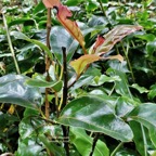 Ocotea obtusata  Cannelle  marron .( au milieu des longoses ) lauraceae. endémique Réunion Maurice..jpeg