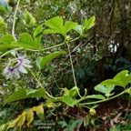 Passiflora edulis.grenadille.fruit de la passion.passifloraceae.espèce cultivée..jpeg