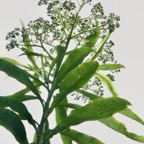 Psiadia laurifolia.bois de tabac.bois de chenilles .asteraceae.endémique Réunion..jpeg