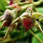 Rubus apetalus .ronce blanche .( fleur ) .rosaceae. indigène Réunion..jpeg