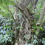 Nuxia_verticillata-Bois_maigre-STILBACEAE-Endemique_Reunion_Maurice-P1070618-1.jpg