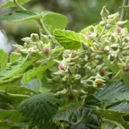 Rubus_apetalus-Ronce_blanche-ROSACEAE-Indigene_Reunion-P1070624-1.jpg