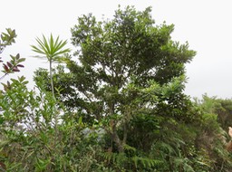 14. Labourdonnaisia calophylloides - Petit natte - Sapotacée - BM