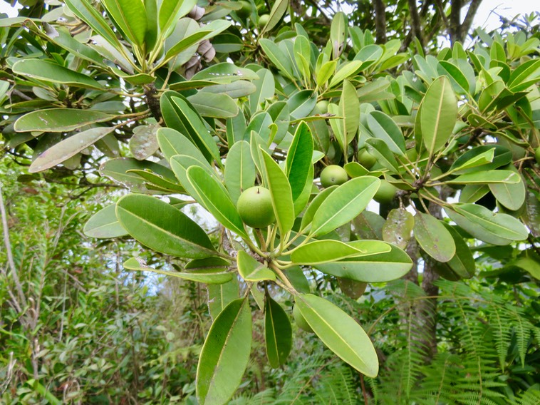 15. Fruits Labourdonnaisia calophylloides - Petit natte - Sapotacée - BM