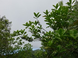 17. Piments du Geniostoma borbonicum - Bois de piment ou Bois de rat - Loganiaceae