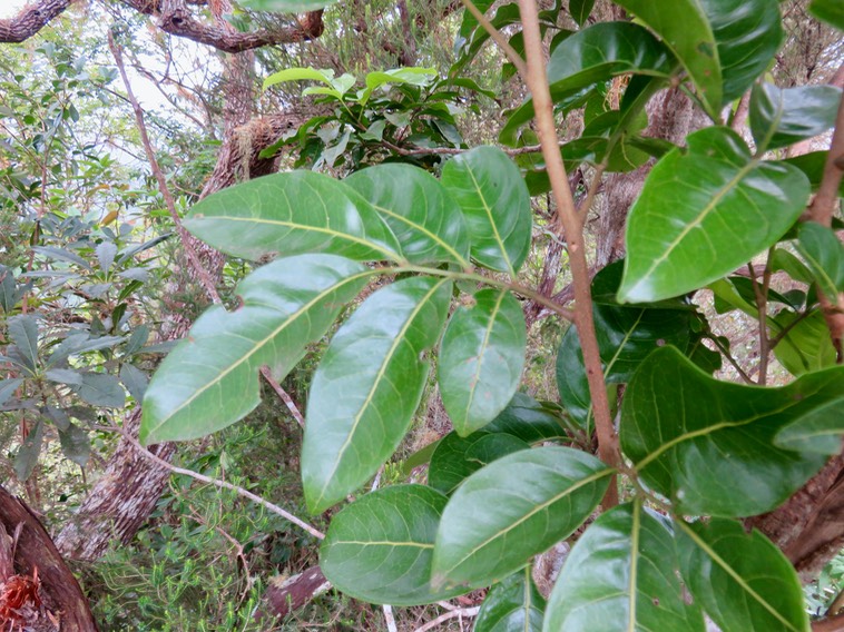 18. UNE feuille de Molinaea alternifolia - Tan Georges - SAPINDACEAE - endémique de La Réunion et de Maurice