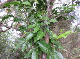 19. Molinaea alternifolia - Tan Georges - SAPINDACEAE - endémique de La Réunion et de Maurice