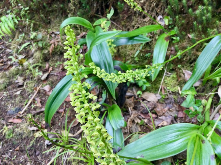 21. Benthamia latifolia - - Orchidaceae