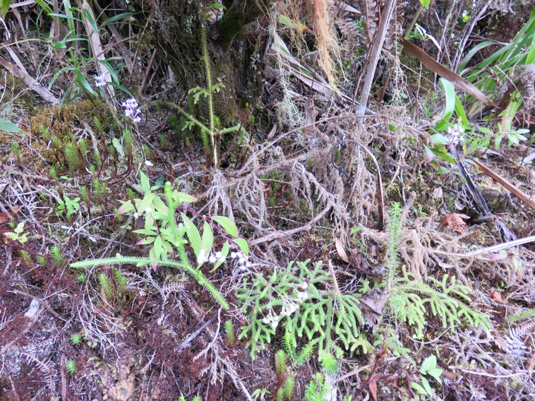 22. 3 pieds de Cynorkis ridleyi - Ø - Orchidaceae - indigène Réunion in situ
