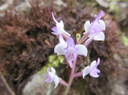 22. Cynorkis ridleyi - Ø - Orchidaceae - indigène Réunion