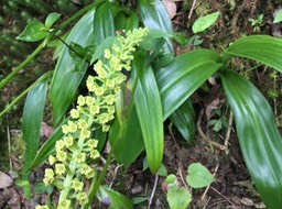 23. Benthamia latifolia - - Orchidaceae