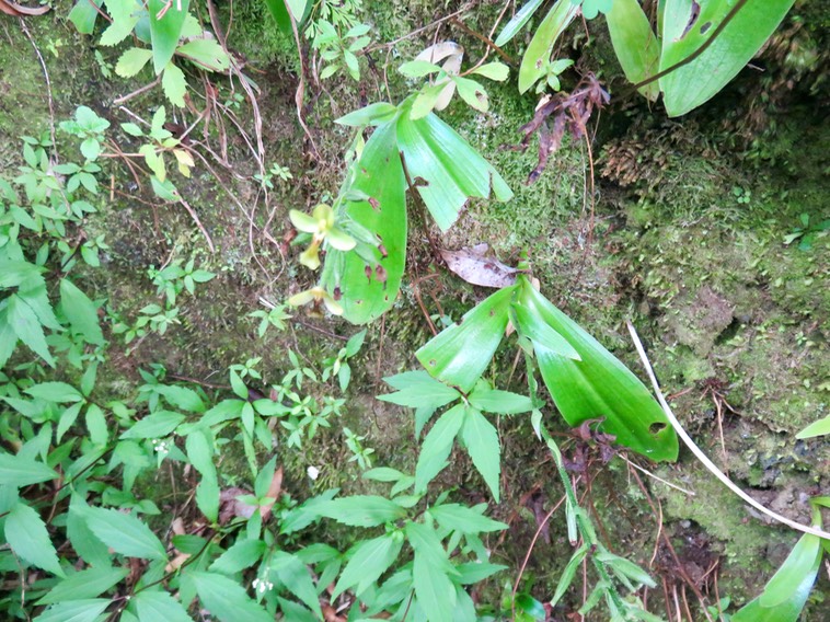 3. Habenaria citrina - Ø - Orchidaceae -