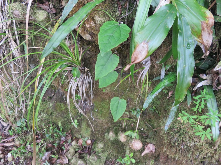 30. Humbertacalia tomentosa - Petite liane blanche - Astéracée - I