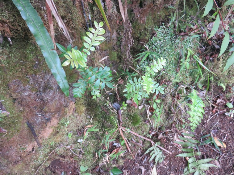 31. Plantules de Weinmannia tinctoria - Tan rouge -CUNONIACEAE - endémique de la Réunion et de Maurice